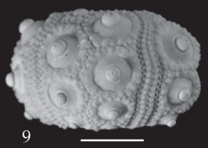 Cidaris? forchhammeri Desor, in L. Agassiz & Desor, 1846