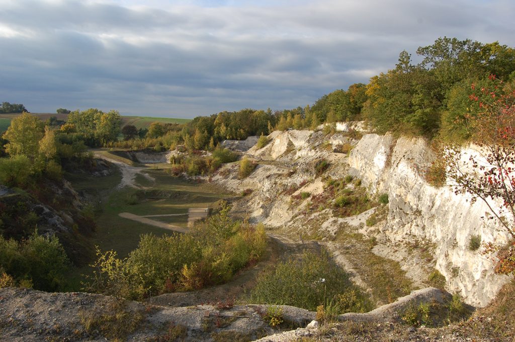 Grand carriére de Vigny, Val-d'Oise (France), Danian parastrotype